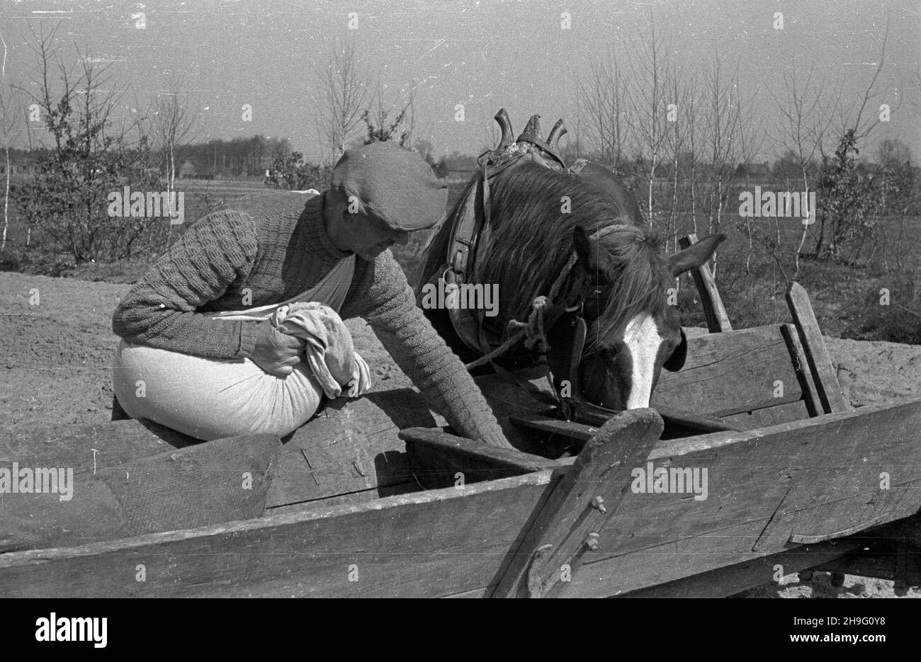 Polska, 1948-04. Prace polowe. Nz. rolnik zadaje obrok dla konia. kw  PAP  Dok³adny dzieñ wydarzenia nieustalony.        Poland, April 1948. Field work. Pictured: a farmer giving feed to a horse.  kw  PAP Stock Photo