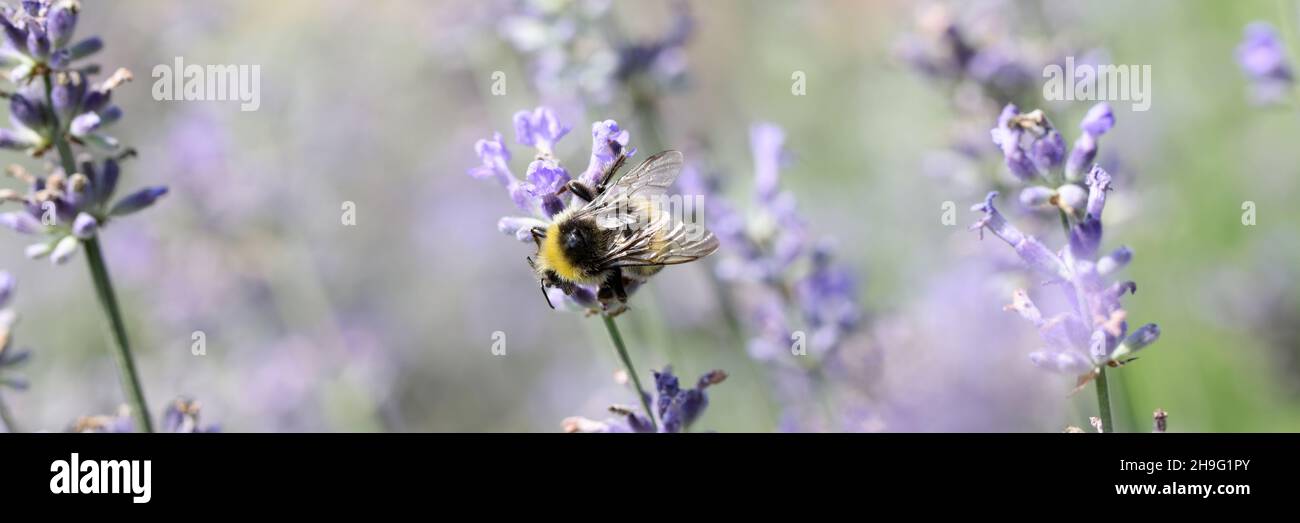 Bee pollinates lavender flowers hi-res stock photography and images - Alamy