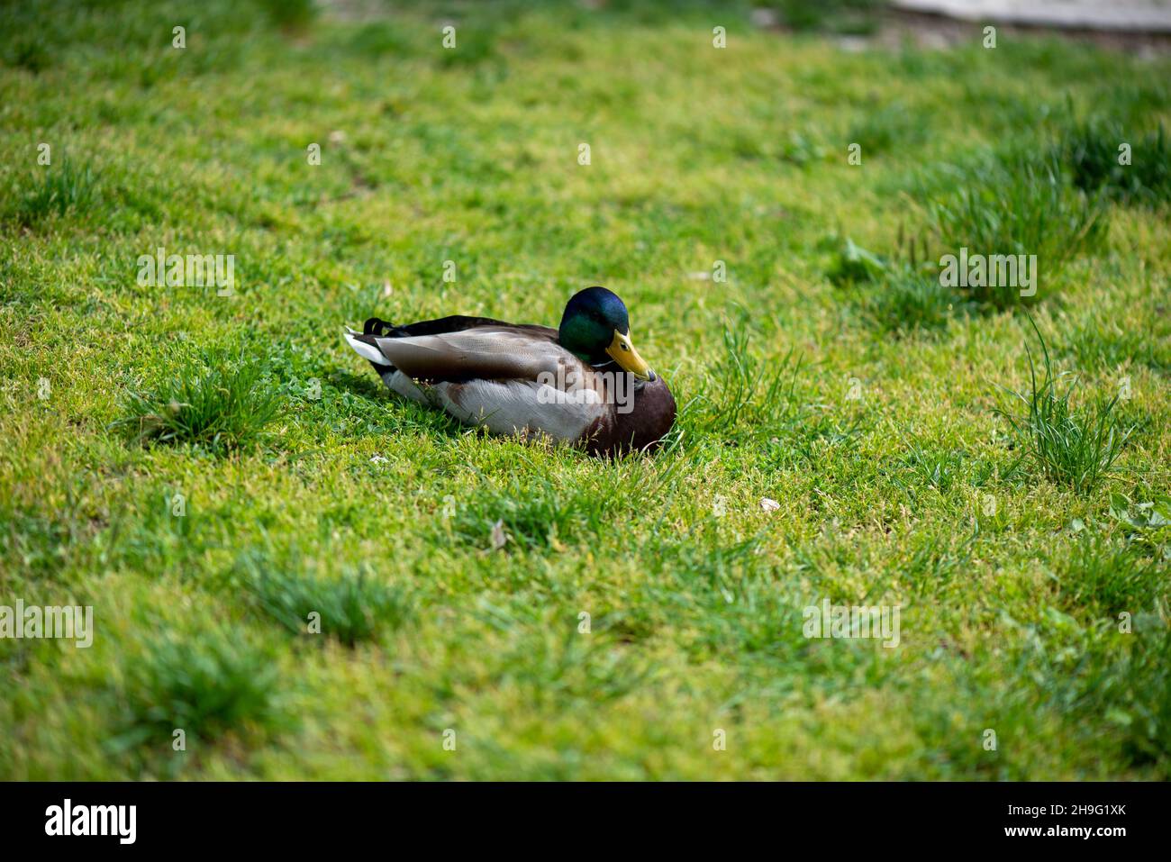 View of a duck crouching in the grass Stock Photo