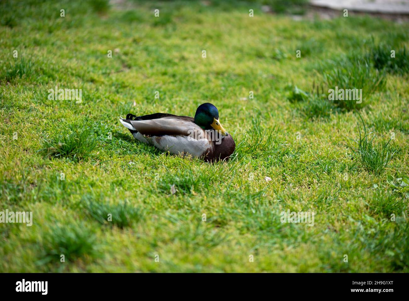 View of a duck crouching in the grass Stock Photo