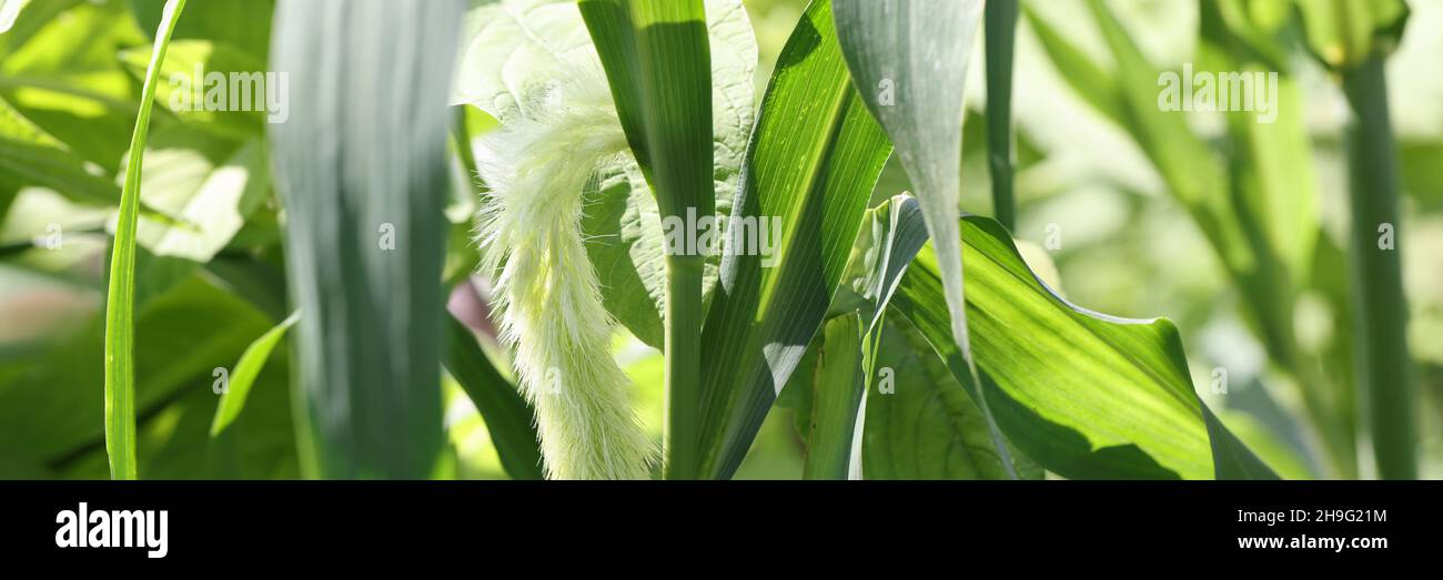 Setaria viridis closeup. Flower foxtail weed in the green nature Stock Photo