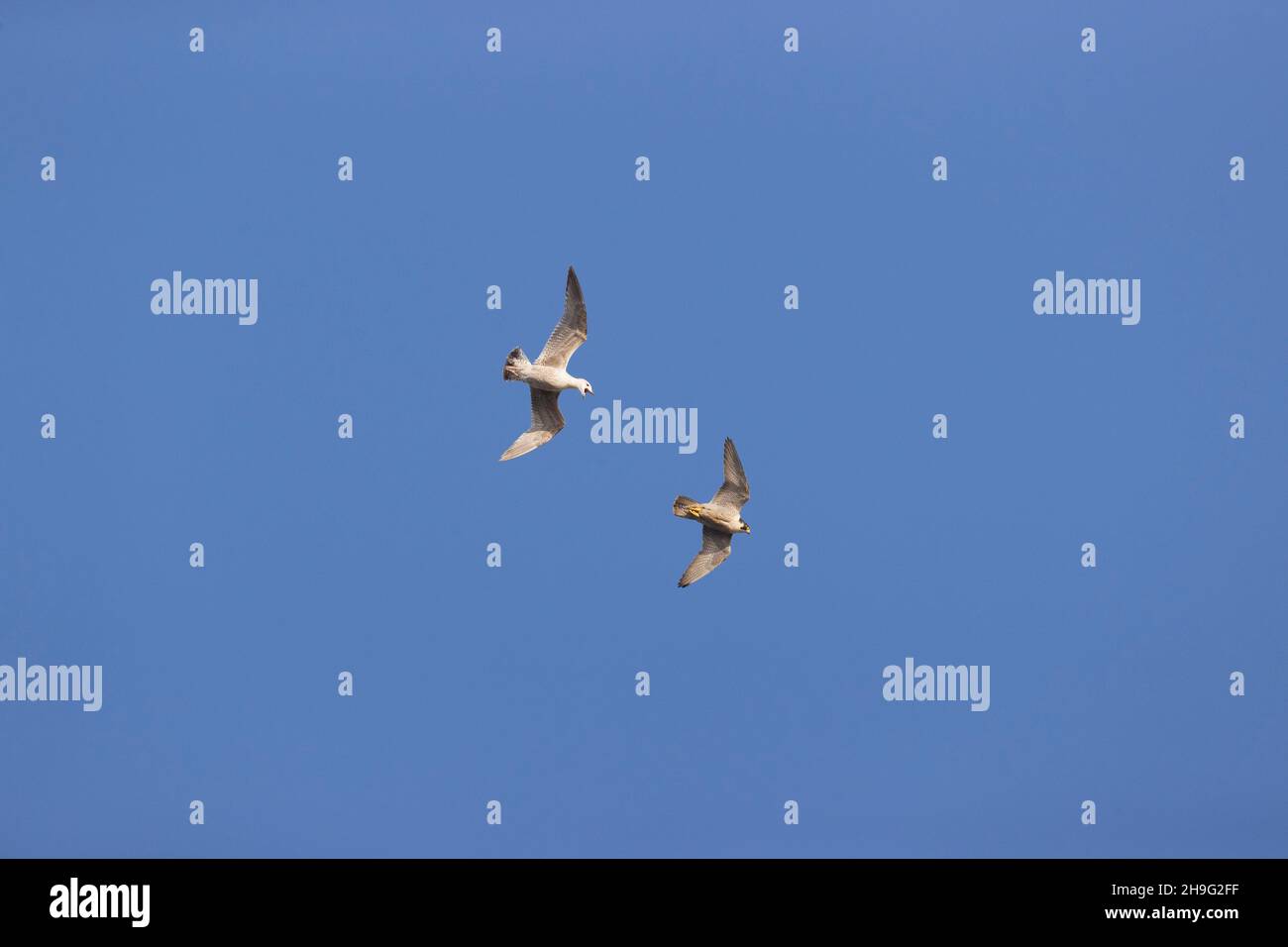 Herring gull (Larus argentatus) immature flying, mobbing Peregrine falcon (Falco peregrinus) adult, Suffolk, England, May Stock Photo
