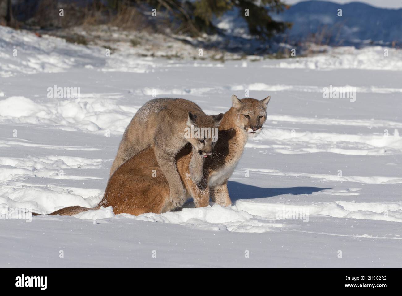 Puma (Felis concolor) adult female with cub in snow, Montana, USA, March, controlled conditions Stock Photo