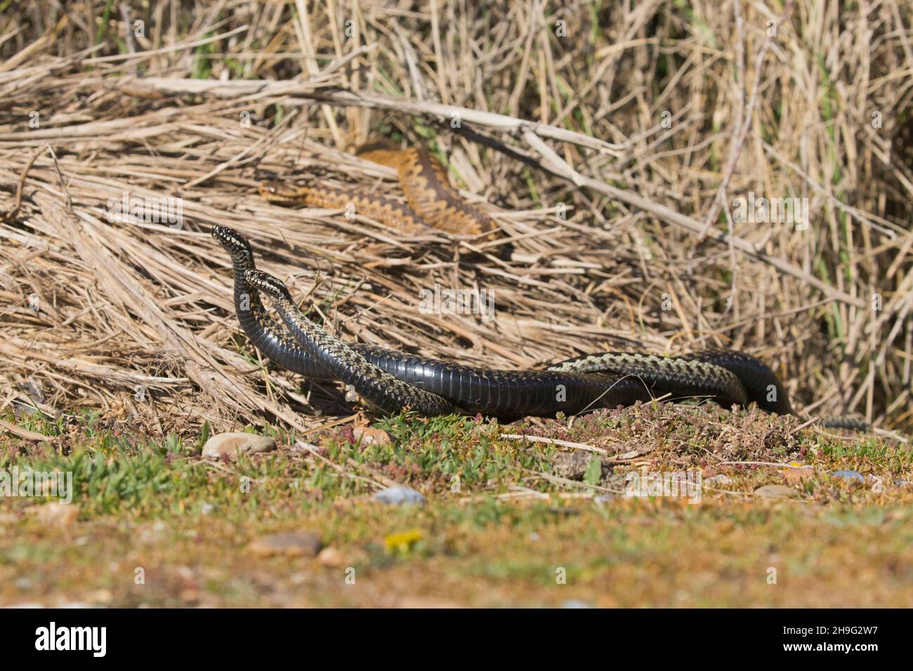 European Adder (Vipera berus) adult female basking and 2 adult males fighting, Suffolk, England, April Stock Photo