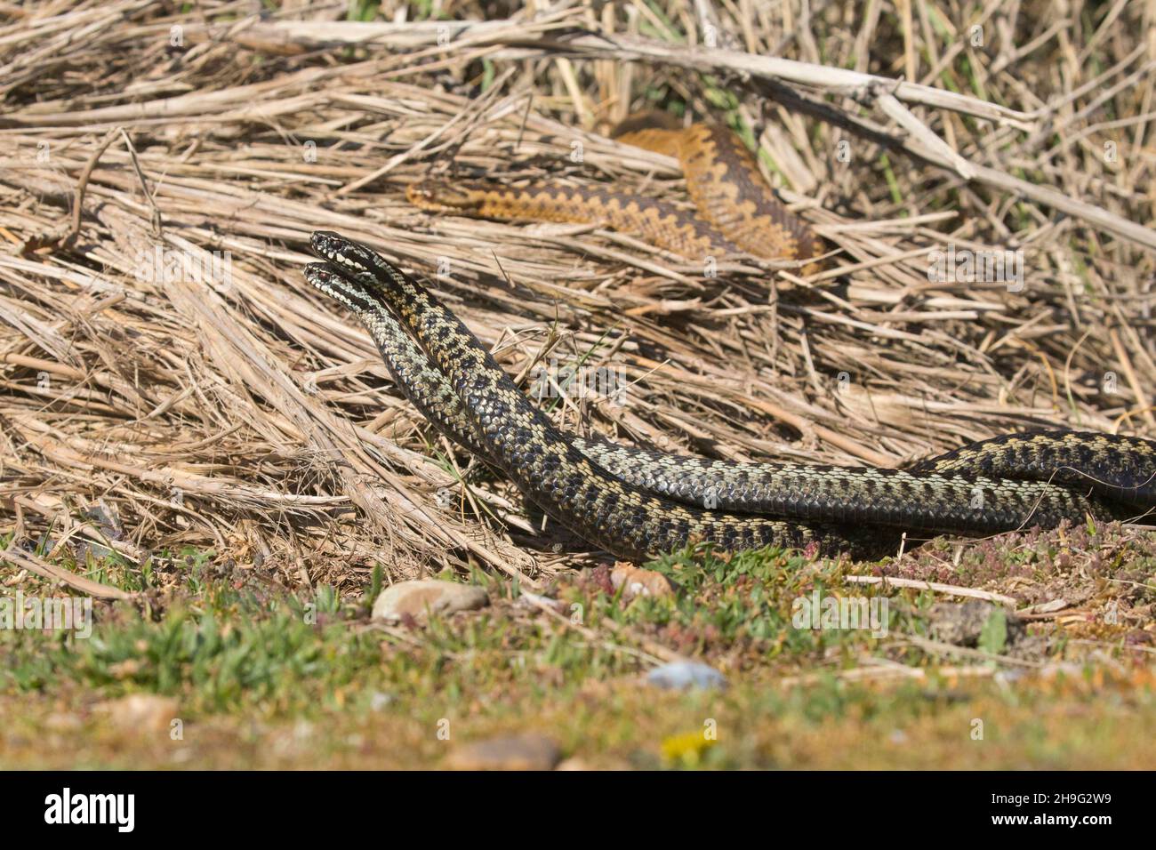 European Adder (Vipera berus) adult female basking and 2 adult males fighting, Suffolk, England, April Stock Photo