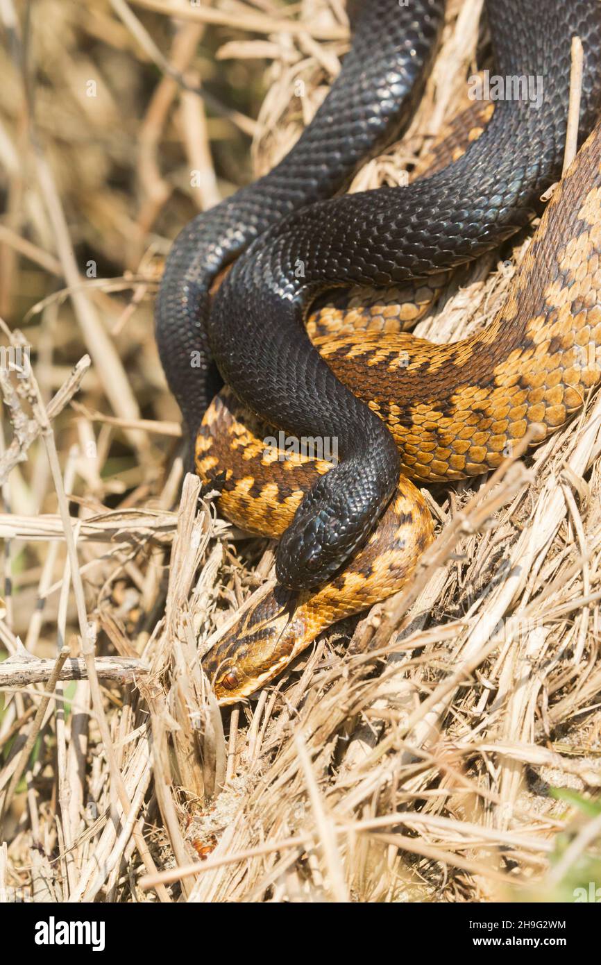 European Adder (Vipera berus) adult pair, black male flicking female with tongue, Suffolk, England, April Stock Photo