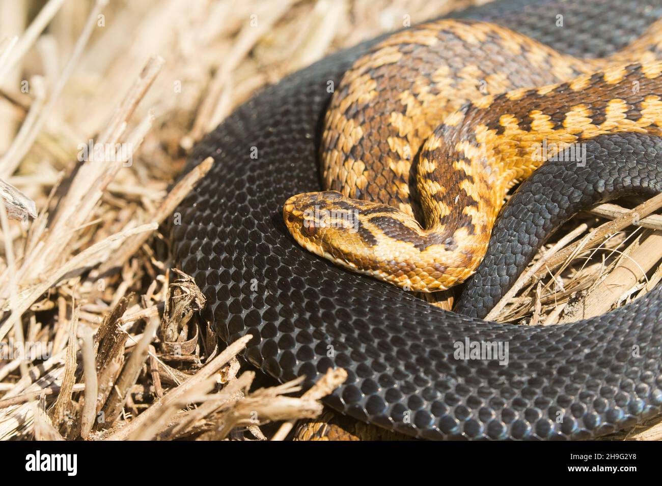 European Adder (Vipera berus) adult female basking in coils of black form male, Suffolk, England, April Stock Photo