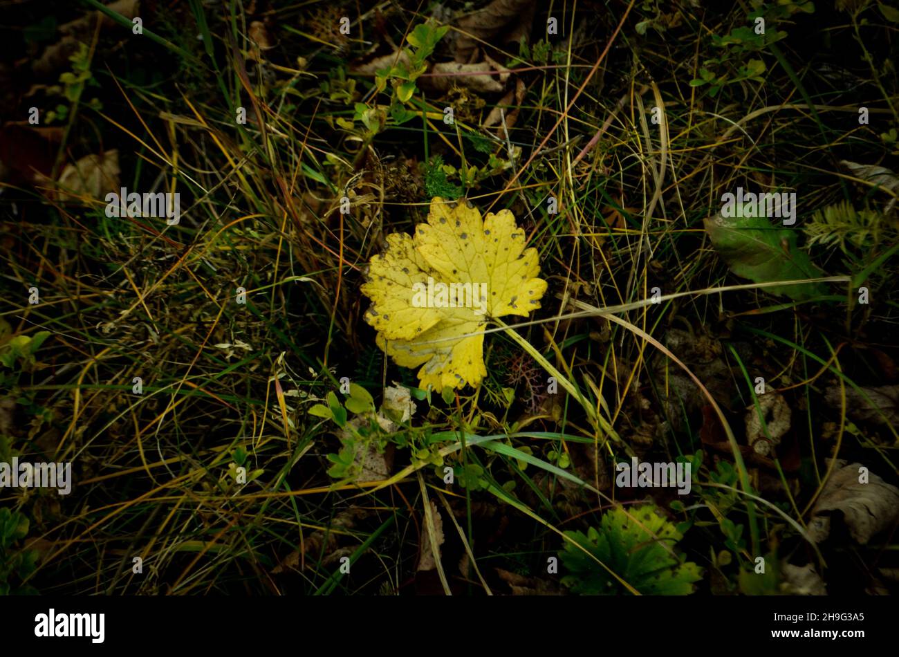 Top view of a yellow autumn leaf on the ground Stock Photo - Alamy