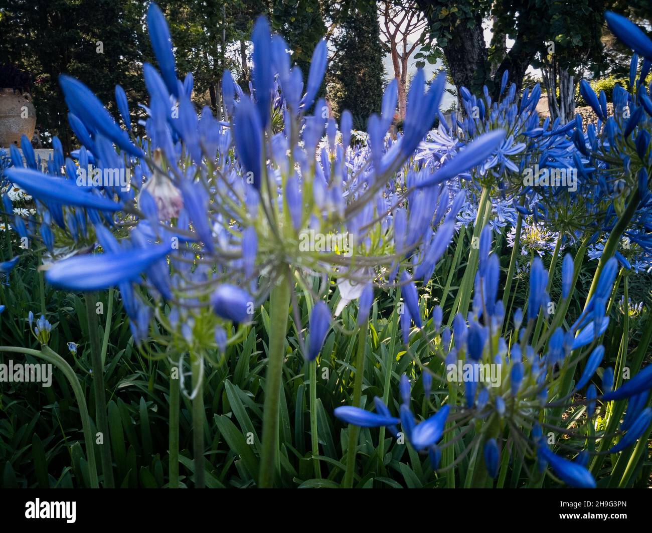 Blue trumpet flowers of Agapanthus plant blooming in a garden in Ravello on the Amalfi coast Stock Photo