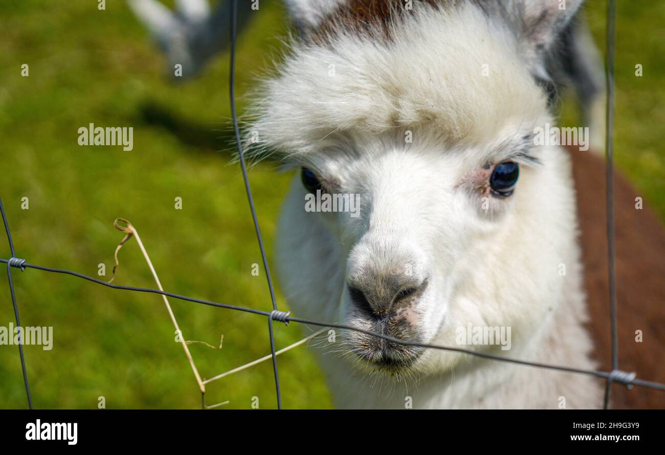 Alpaca with beautiful fur is often confused with llama, photographed in a  Bavarian breeding enclosure Stock Photo - Alamy