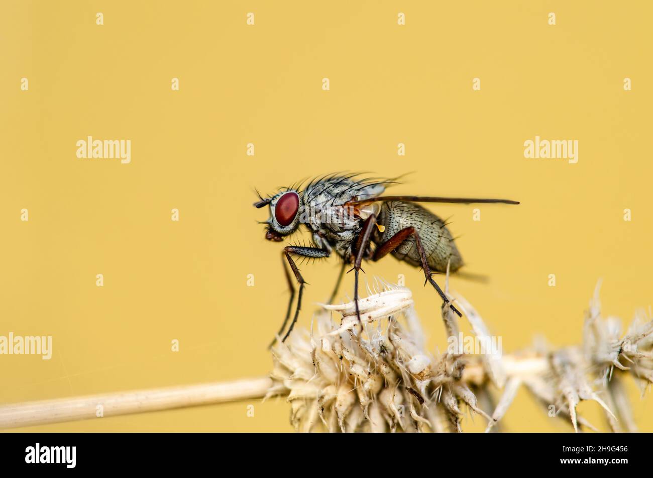Exotic Drosophila Fly Diptera Parasite Insect on Twig Macro Stock Photo