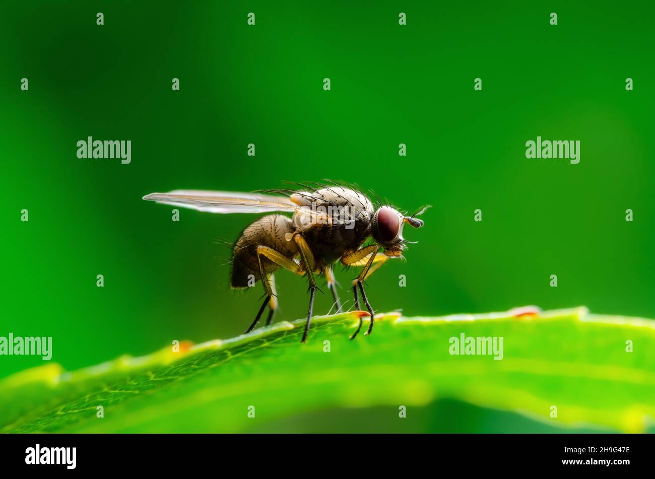 Exotic Drosophila Fly Diptera Parasite Insect on Green Leaf Macro Stock Photo