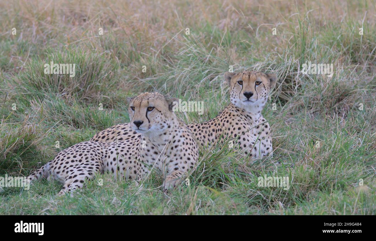 two cheetahs sitting alert in the grass in the wild savannah of the masai mara, kenya, looking for prey Stock Photo