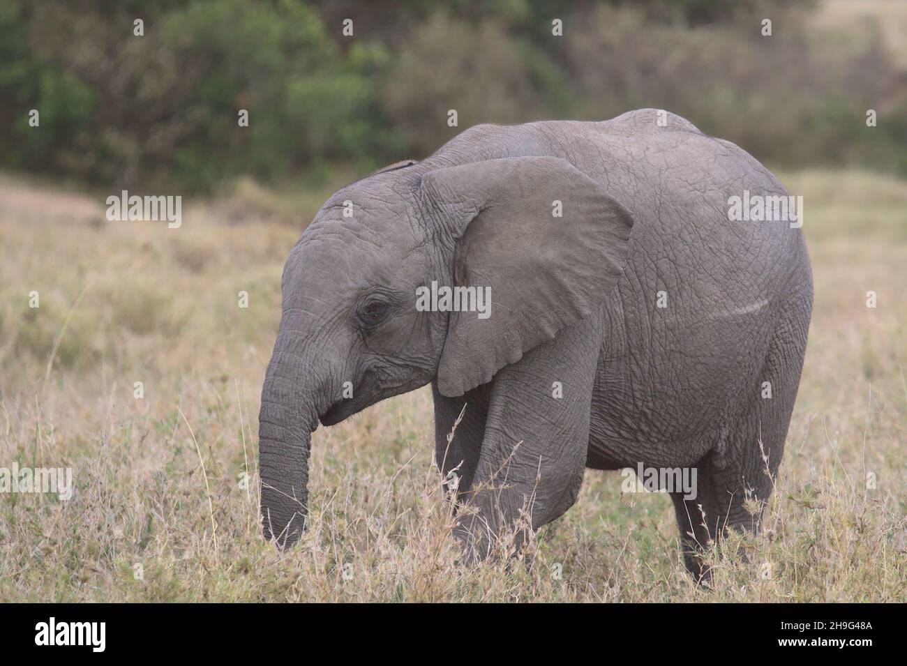 side proflle of cute and shy baby african elephant eating grass in the wild plains of masai mara, kenya Stock Photo