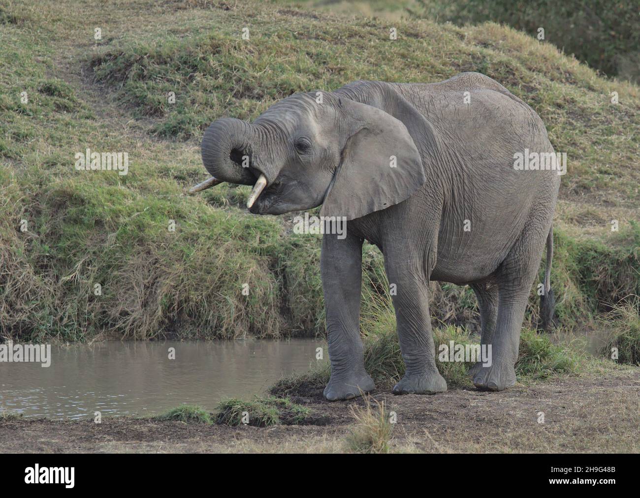 adorable and thirsty young african elephant drinking water from watering hole in the wild plains of the masai mara kenya Stock Photo