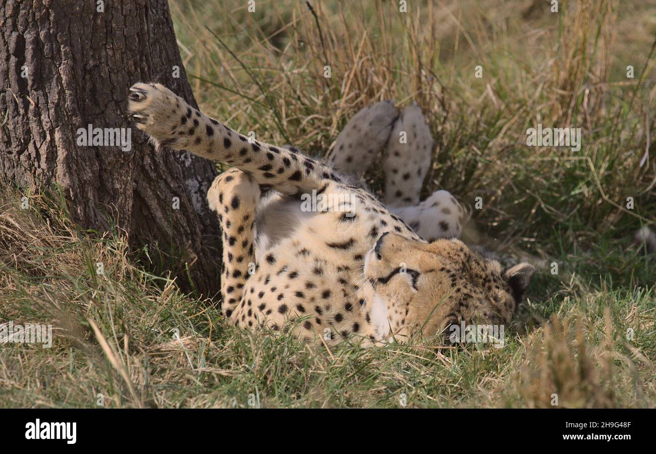 cheetah lying on its back and stretching its legs against tree trunk showing paws and claws in the wild masai mara, kenya Stock Photo