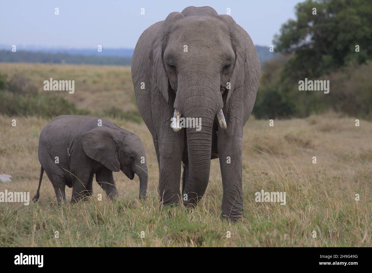 mother and baby african elephant eating grass in the wild savannah of the masai mara, kenya Stock Photo