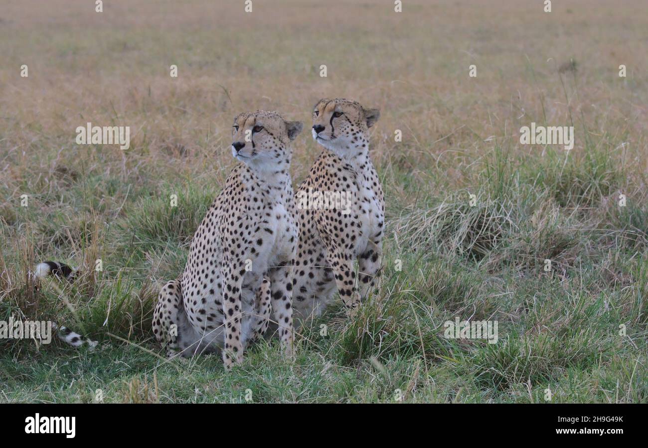 coalition of two cheetahs sitting alert in the wild plains of the masai mara, kenya, scanning the landscape for prey Stock Photo