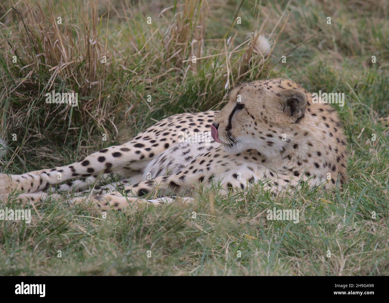 cheetah resting and licking its lips in the grass in the wild masai mara kenya Stock Photo