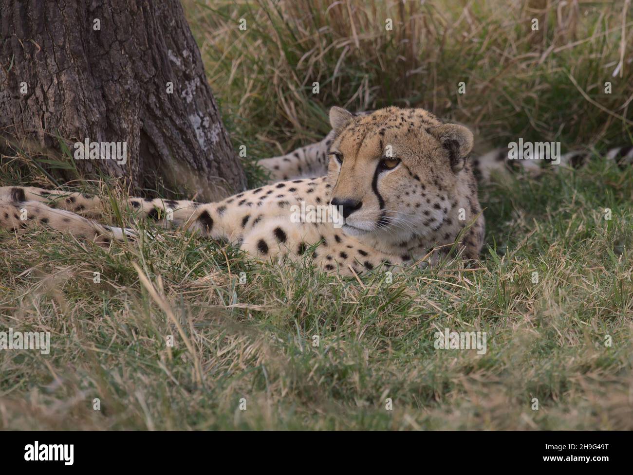 cheetah resting in grass and watching for prey in the wild plains of the masai mara, kenya Stock Photo