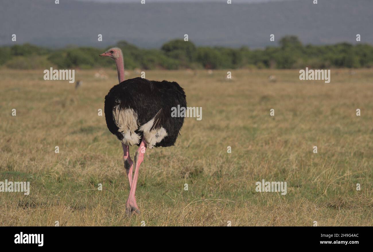 male masai ostrich walking in the wild masai mara plains looking back with sky in background, kenya Stock Photo