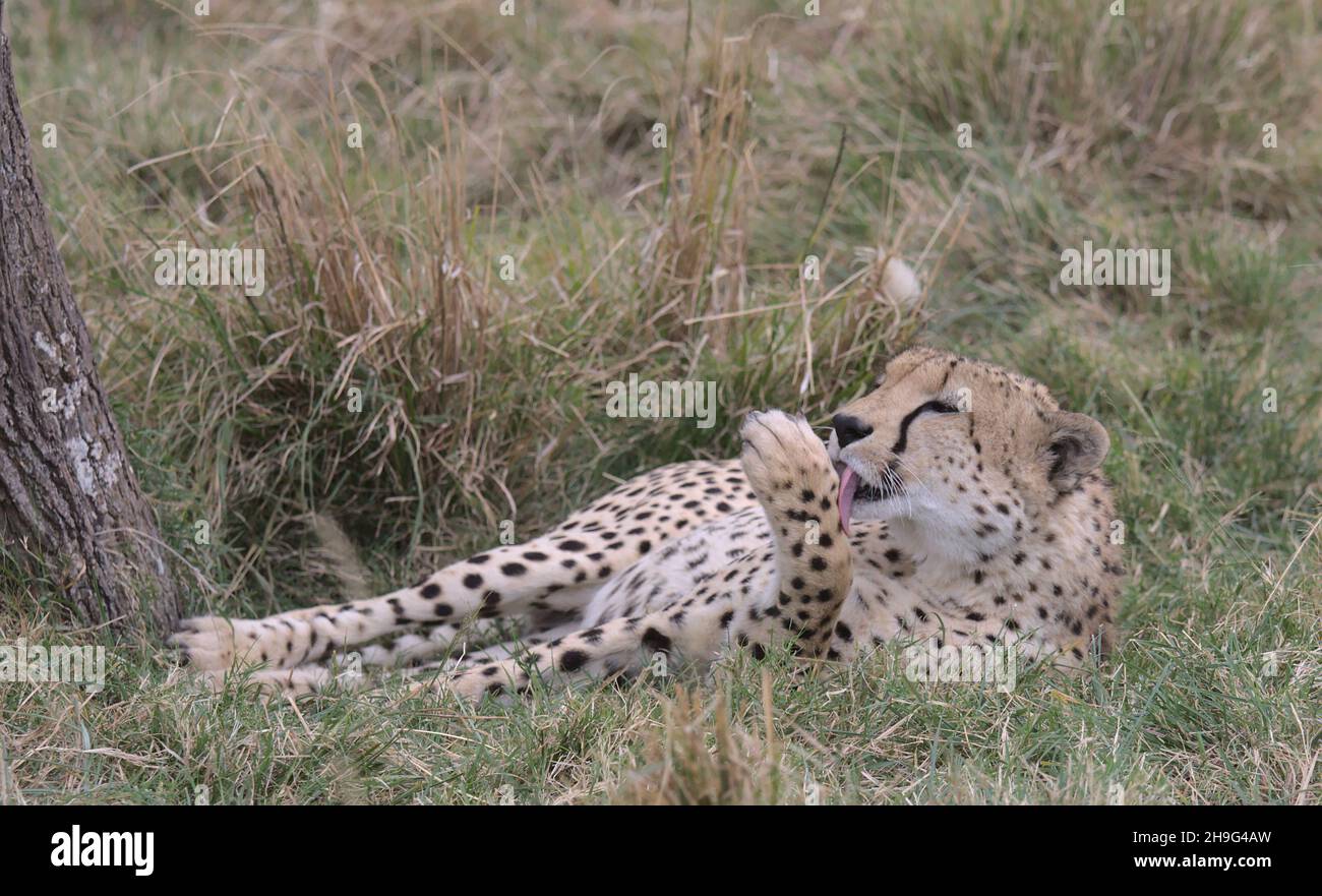 cheetah resting in grass and using its tongue to lick and groom itself in the wild plains of the masai mara, kenya Stock Photo