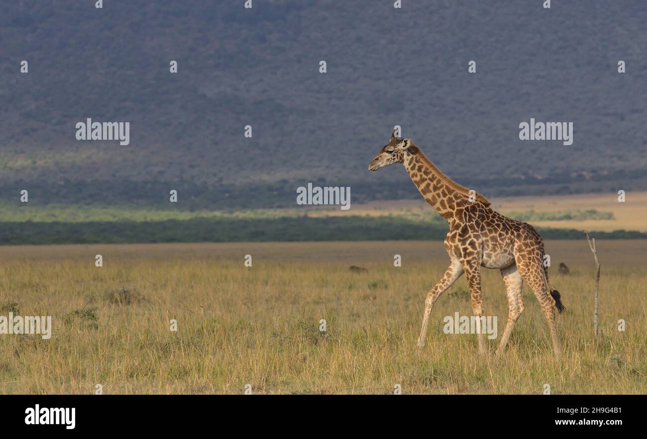 full length side profile of lone young baby masai giraffe walking across the wild plains of the masai mara, kenya Stock Photo
