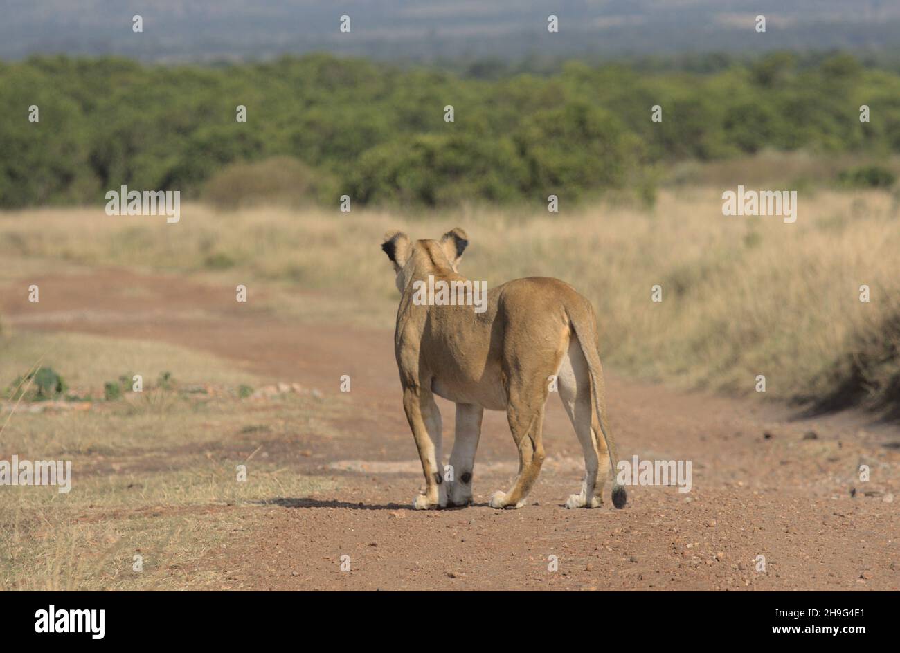 lioness standing on dirt road looking away into the distance in wild masai mara, kenya Stock Photo