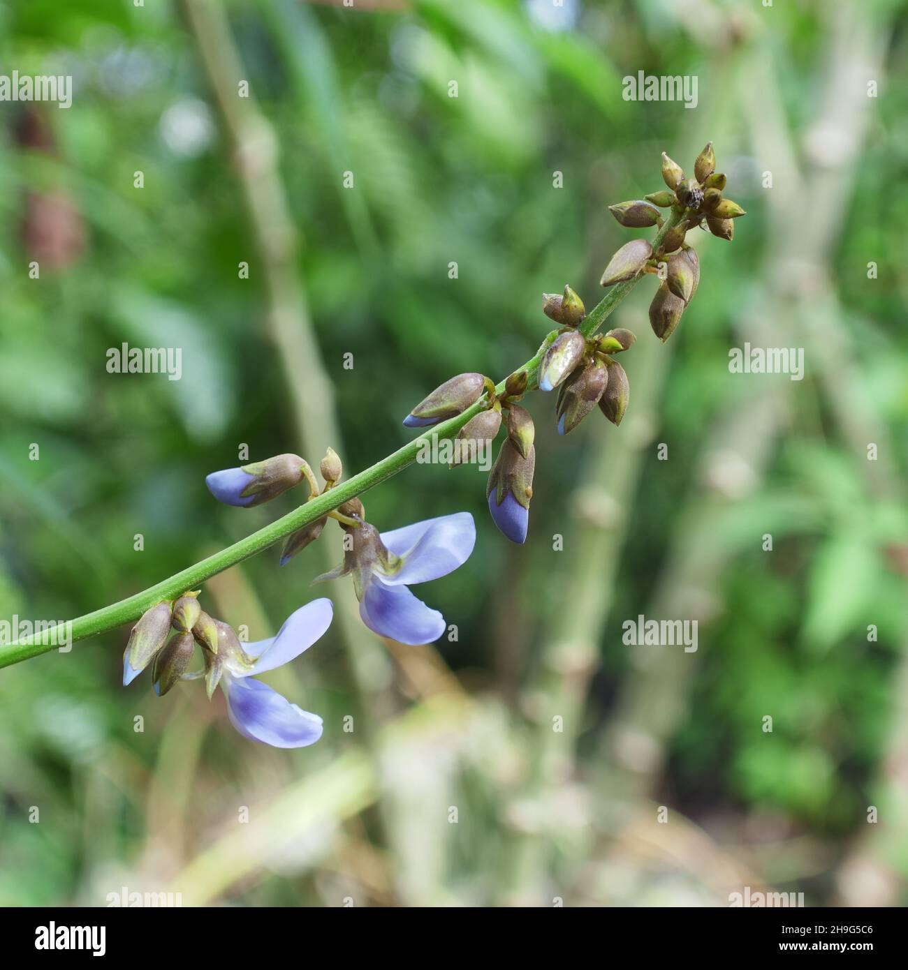 yam flower portrait Stock Photo Alamy