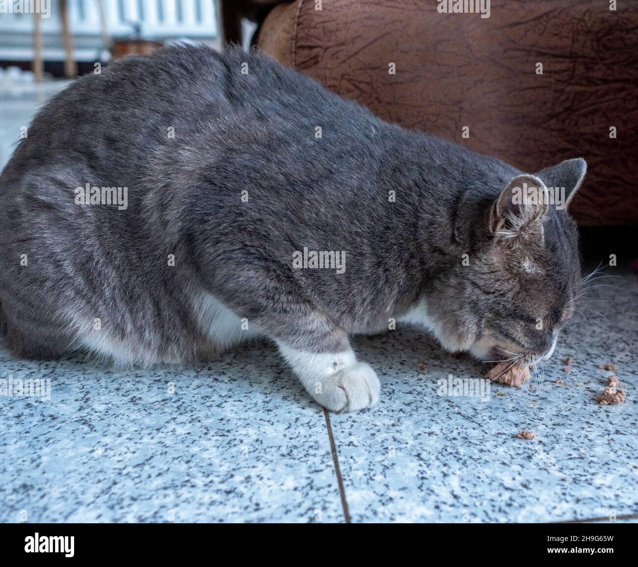 Gray fat cat eating food indoors Stock Photo