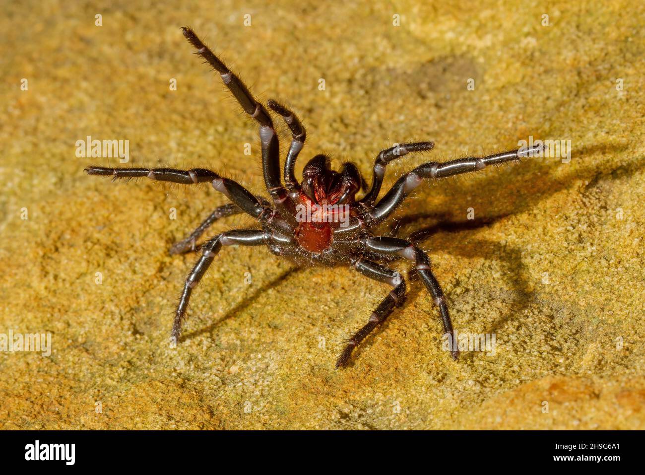 Sydney Funnel-Web Spider in defensive pose Stock Photo