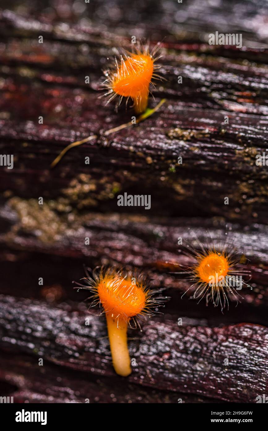 Mushrooms orange fungi cup ( Cookeina tricholoma ) on decay wood, in the rain forest. Stock Photo