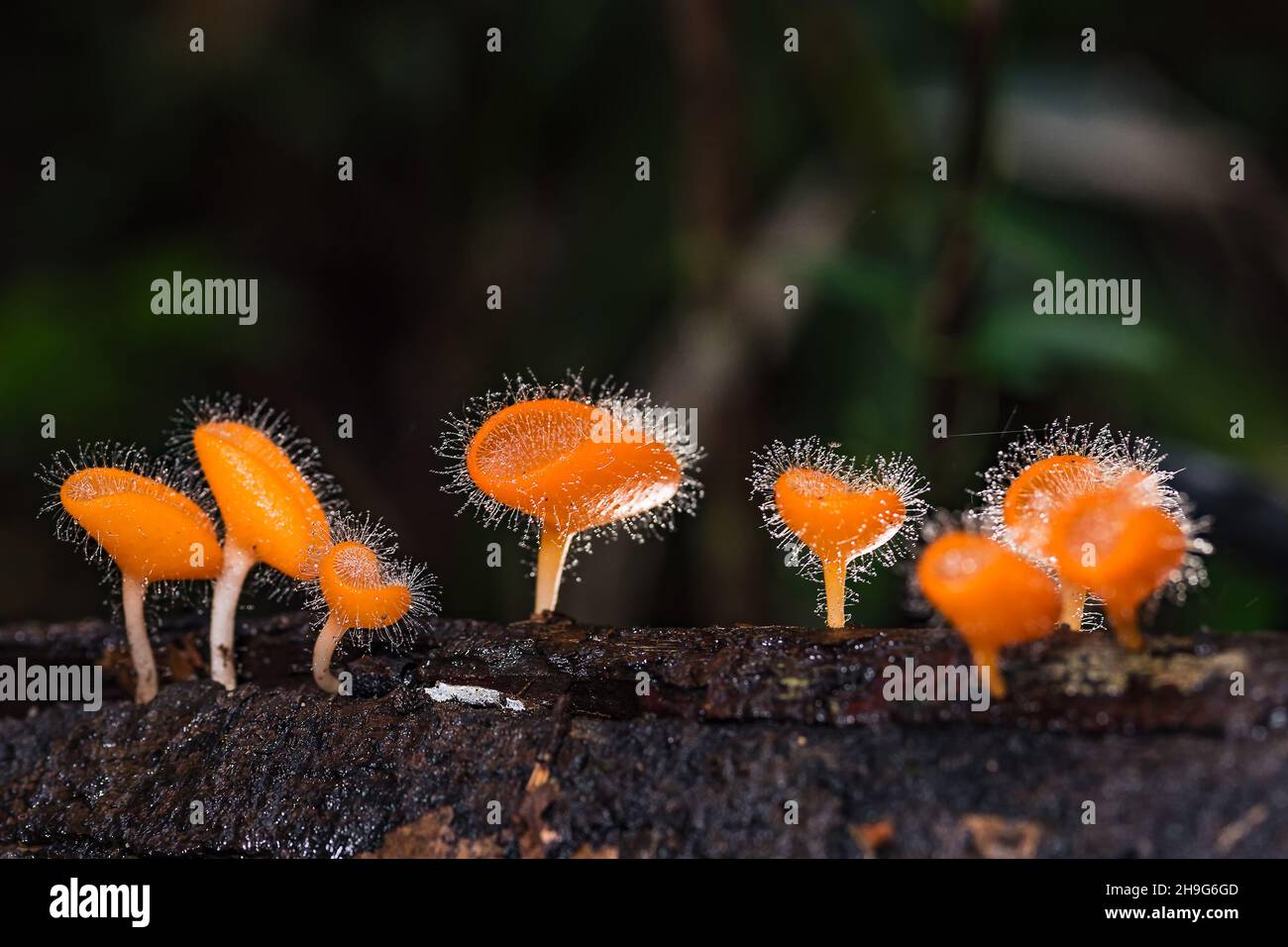 Mushrooms orange fungi cup ( Cookeina tricholoma ) on decay wood, in the rain forest. Stock Photo
