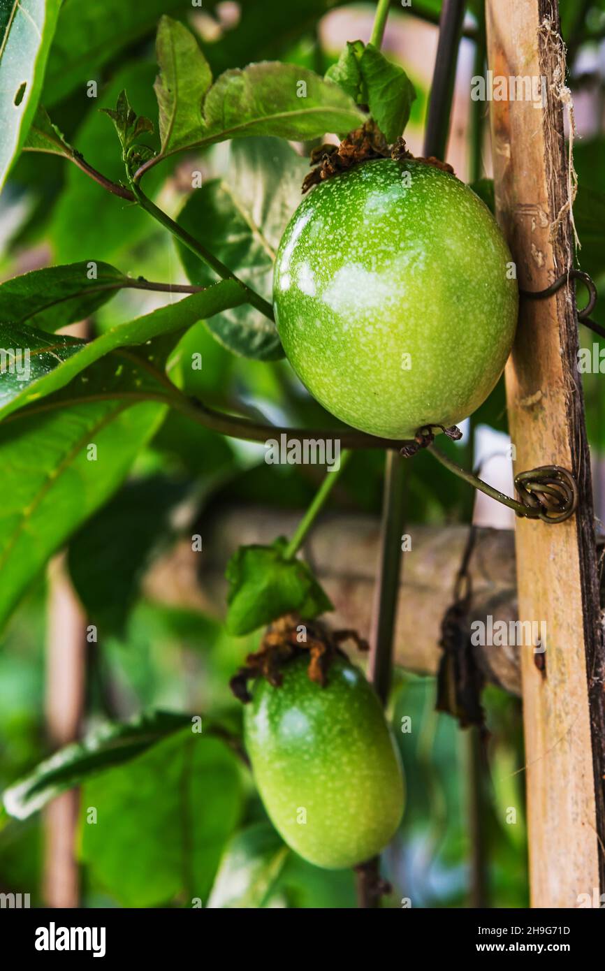 Young passion fruit growing on the vine. (passiflora incarnata Stock