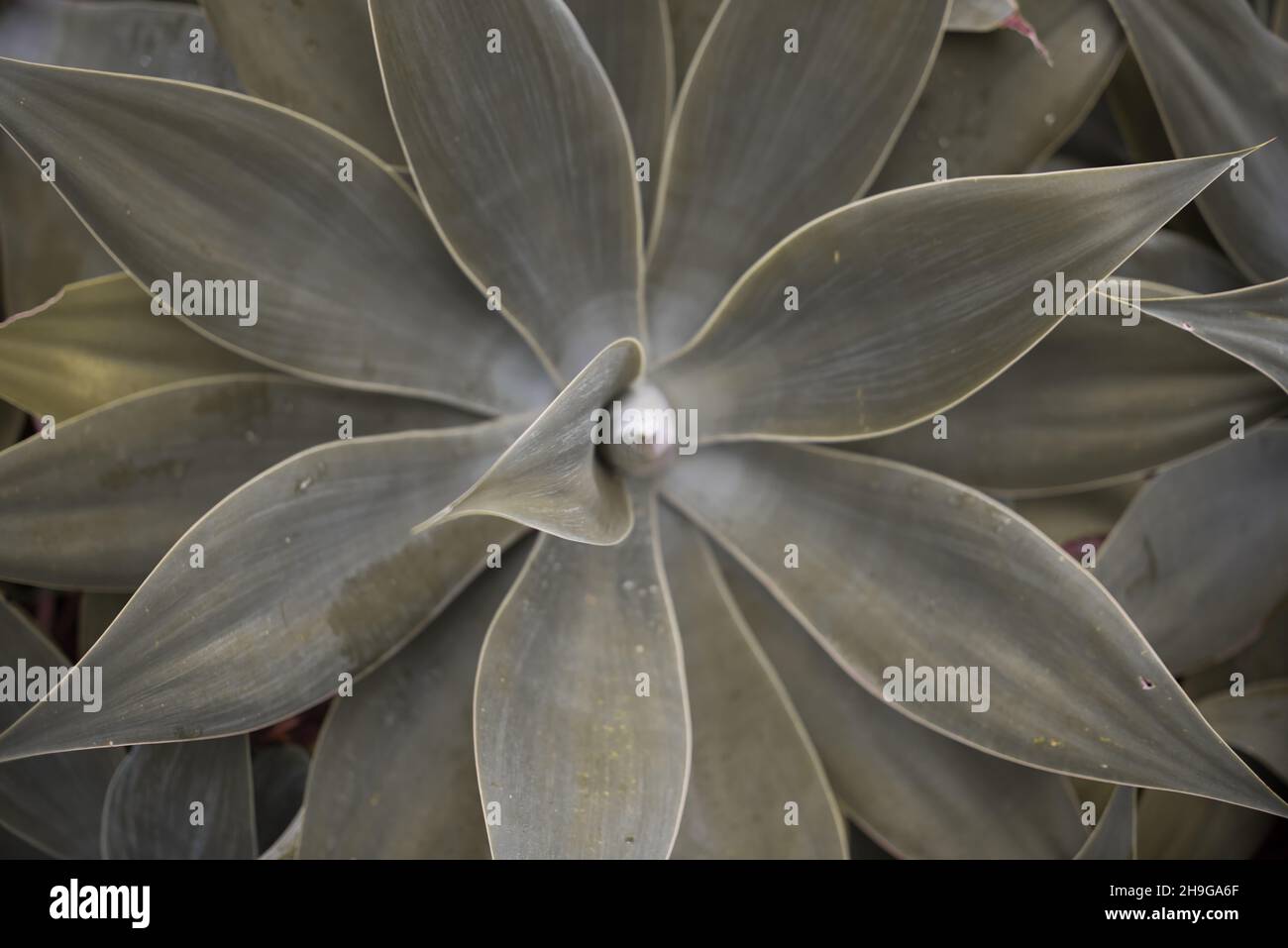 Flora plant nature close up hi-res stock photography and images - Alamy