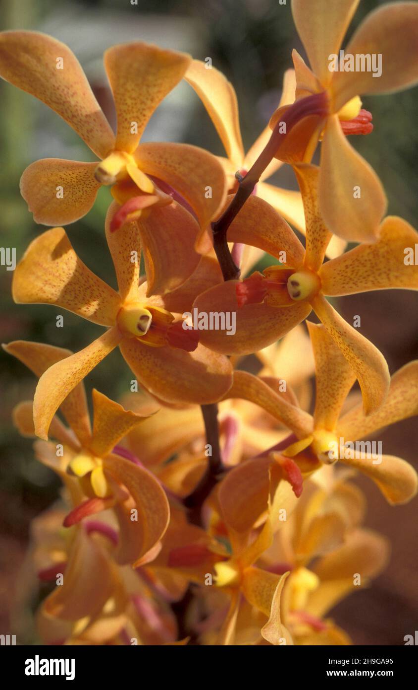orchid flowers in a garden in the city of Kuala Lumpur in Malaysia. Malaysia, Kuala Lumpur