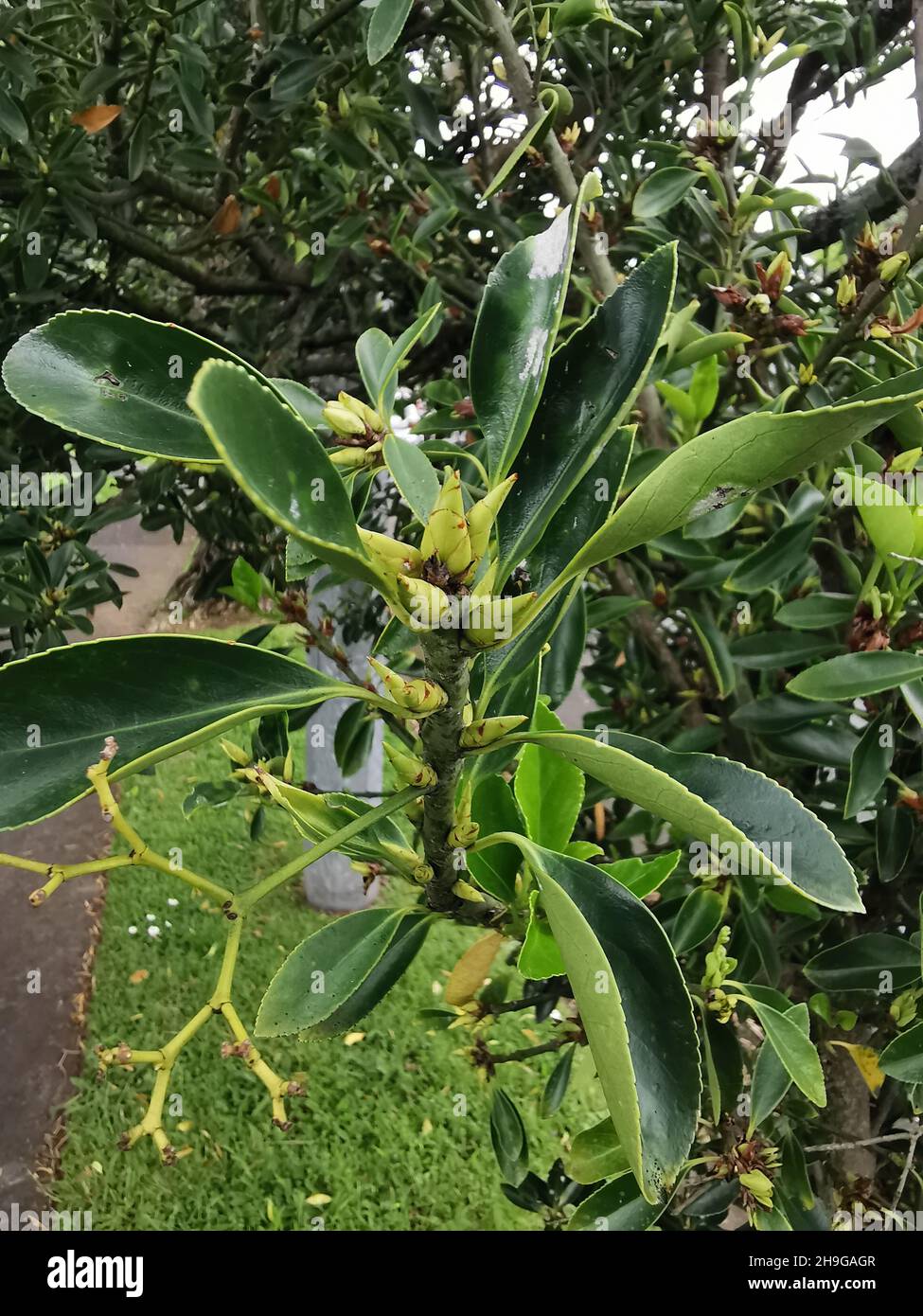 Vertical shot of Portuguese Laurel plant, Prunus lusitanica Stock Photo