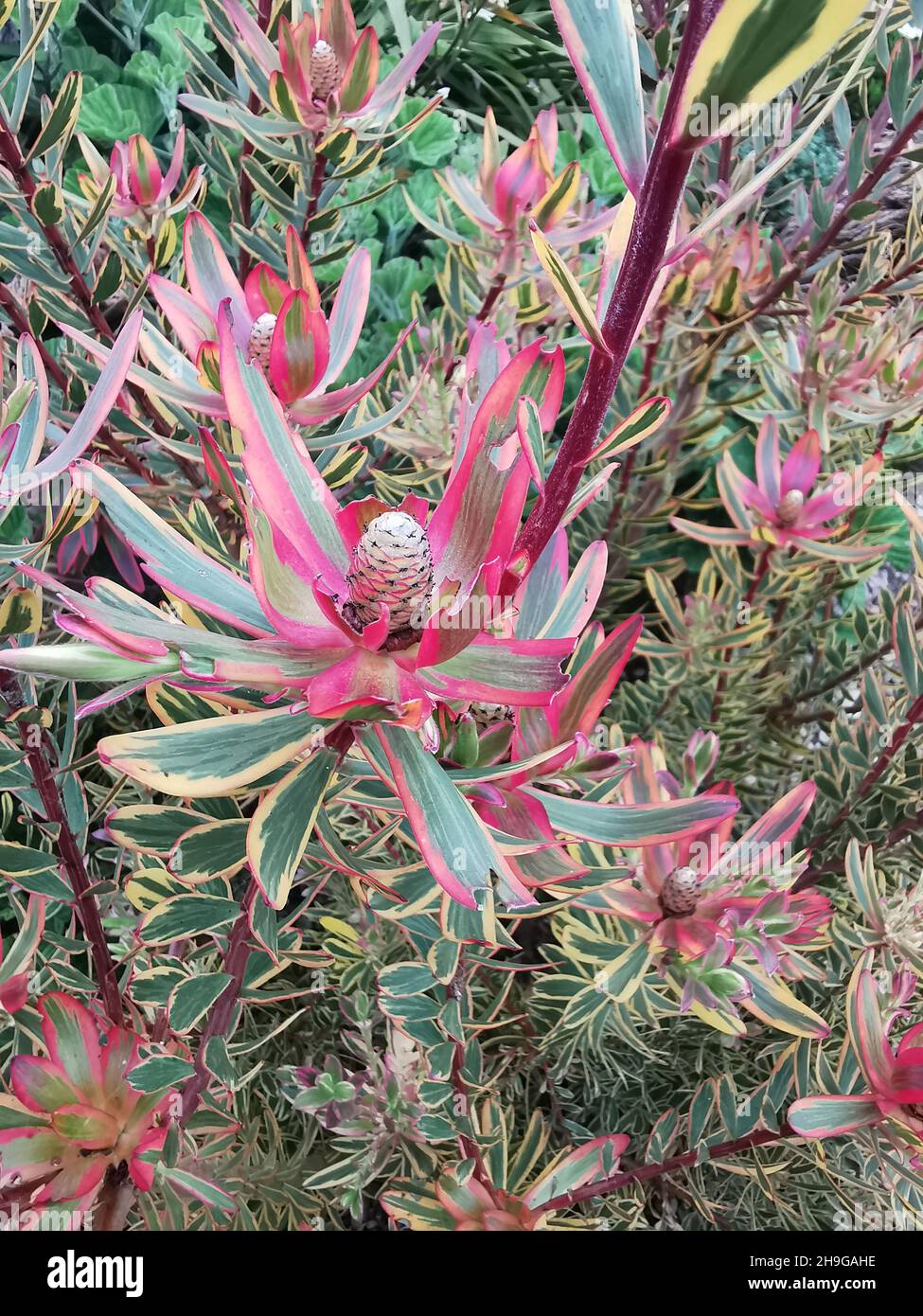 Vertical shot of Genus Leucadendron plants, Conebushes Stock Photo