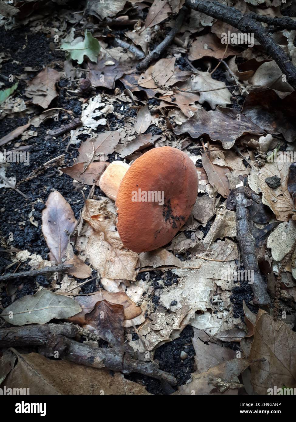 Scenic shot of wild mushrooms growing in Zafferana Etnea woods, near Catania, Sicily Stock Photo