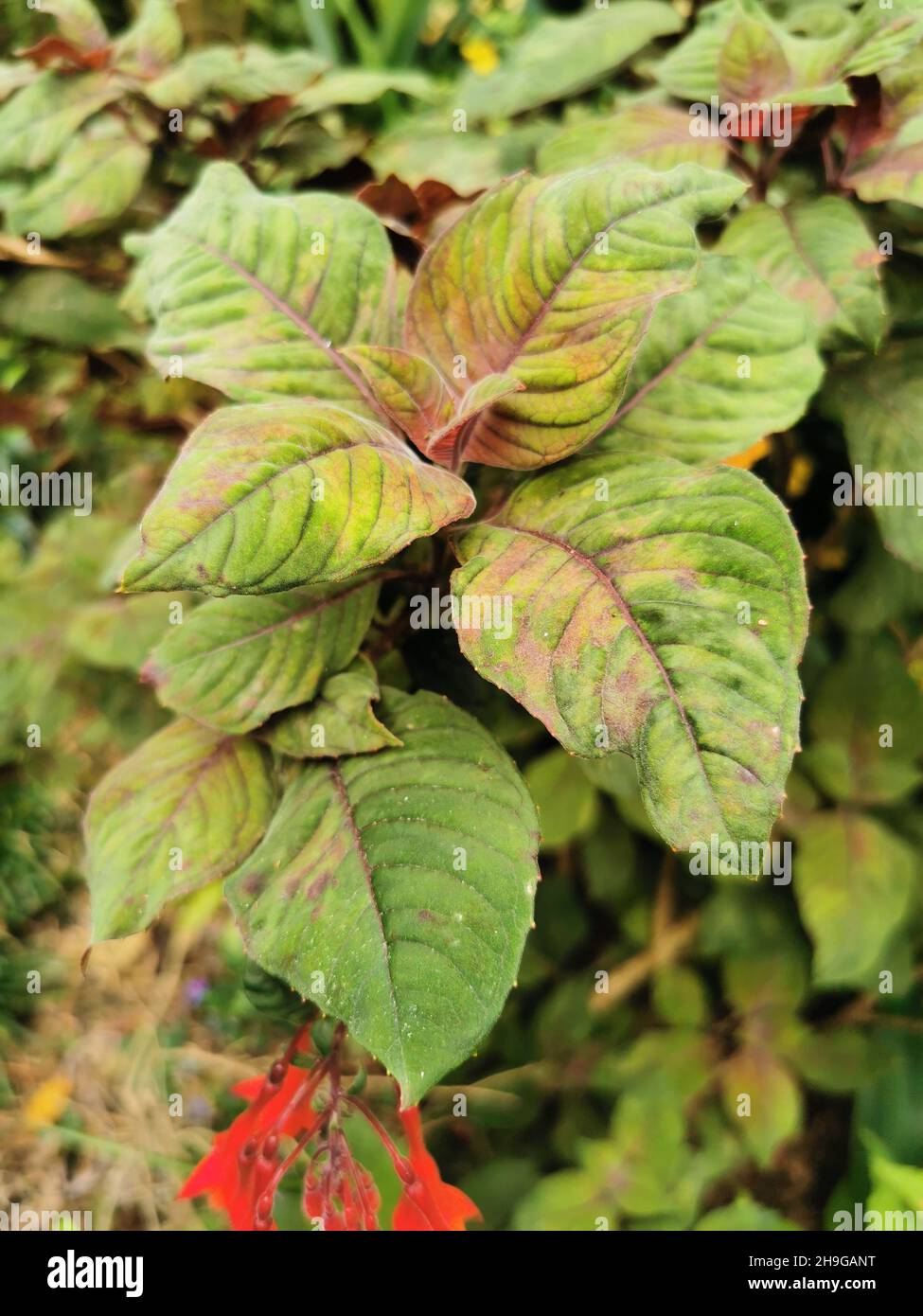 Vertical shot of Fuchsia boliviana plants, Lady's Eardrops Stock Photo