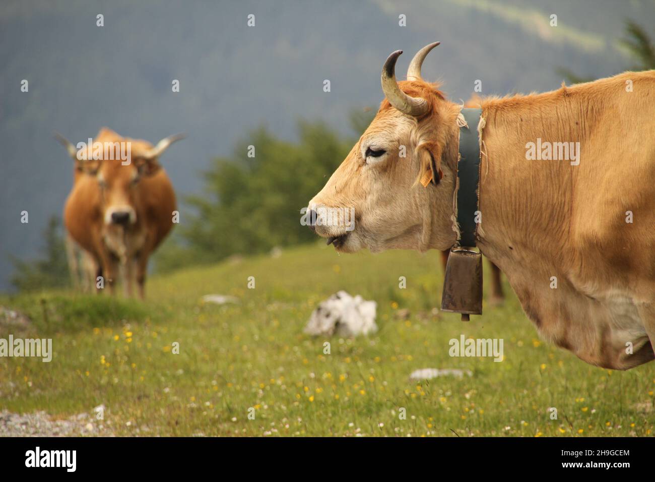 Big head basque hi-res stock photography and images - Alamy