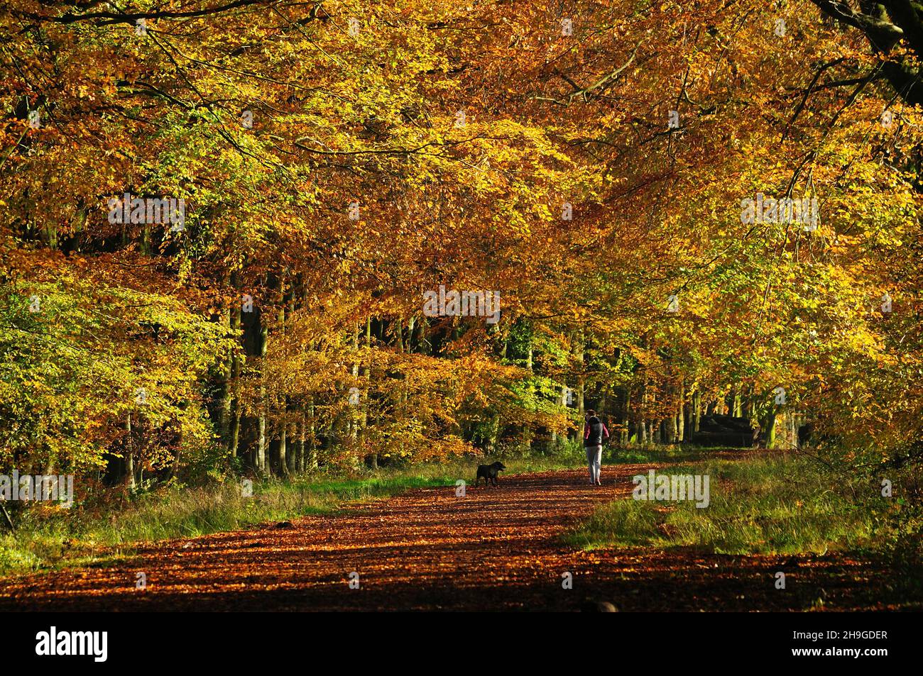 Grovely Wood, Wiltshire in autumn Stock Photo