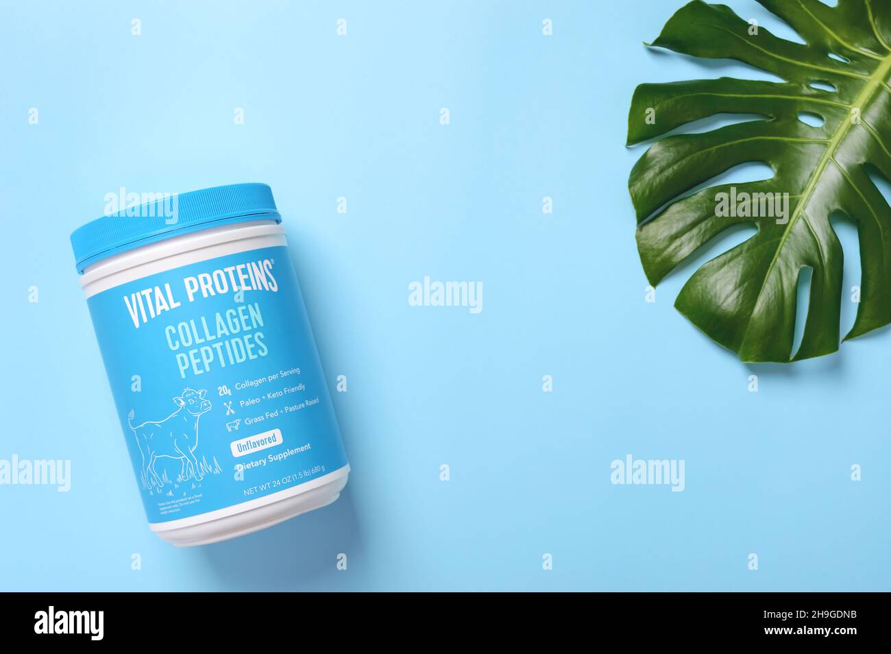 KIEV, UKRAINE-NOVEMBER 10, 2021: Collagen Peptides Powder Jar and a beautiful palm leaf on a blue background, top view. Trendy beauty supplement for b Stock Photo