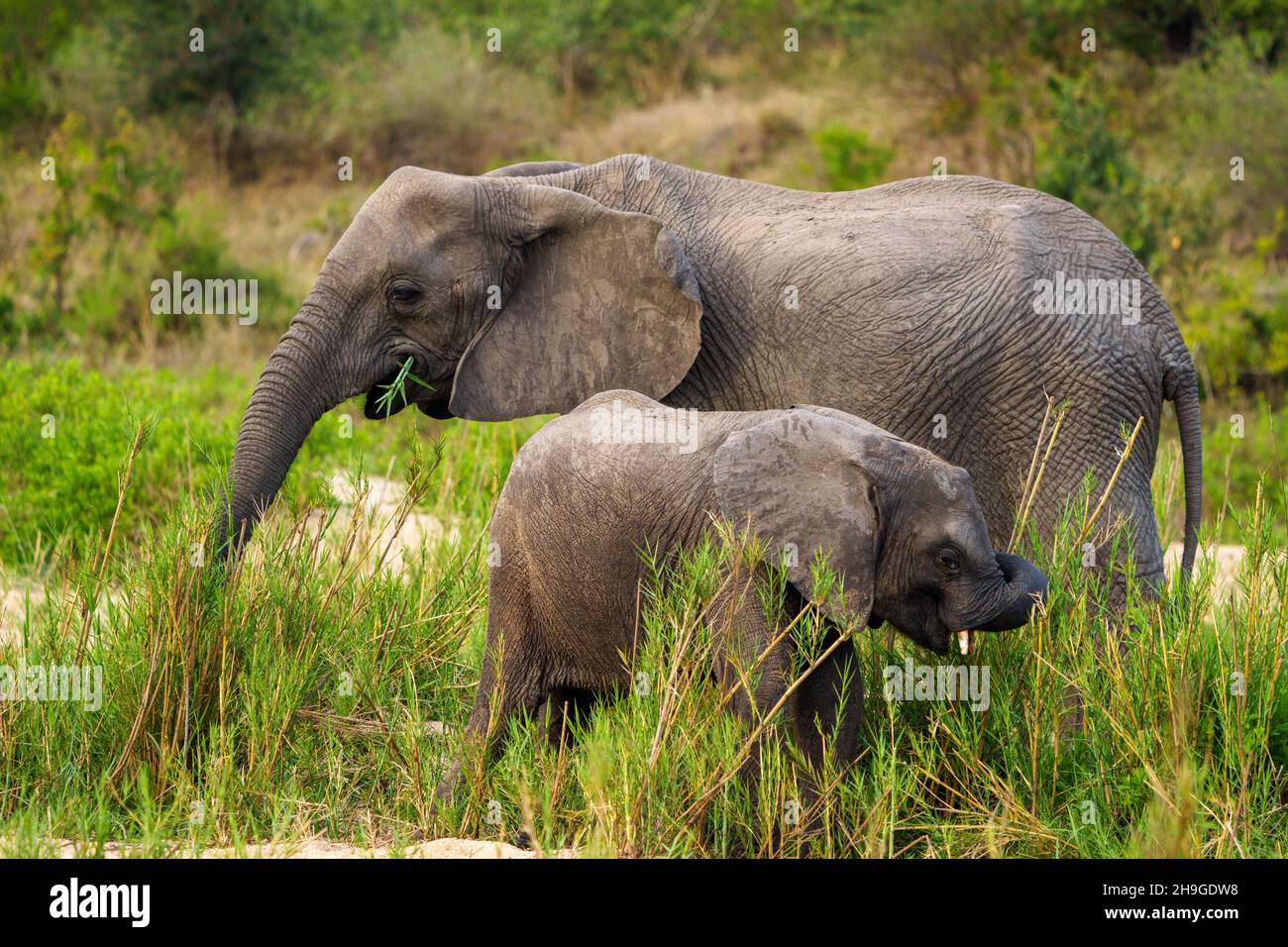 African bush elephant or African savanna elephant (Loxodonta africana) cow with calf feeding.  Mpumalanga. South Africa. Stock Photo