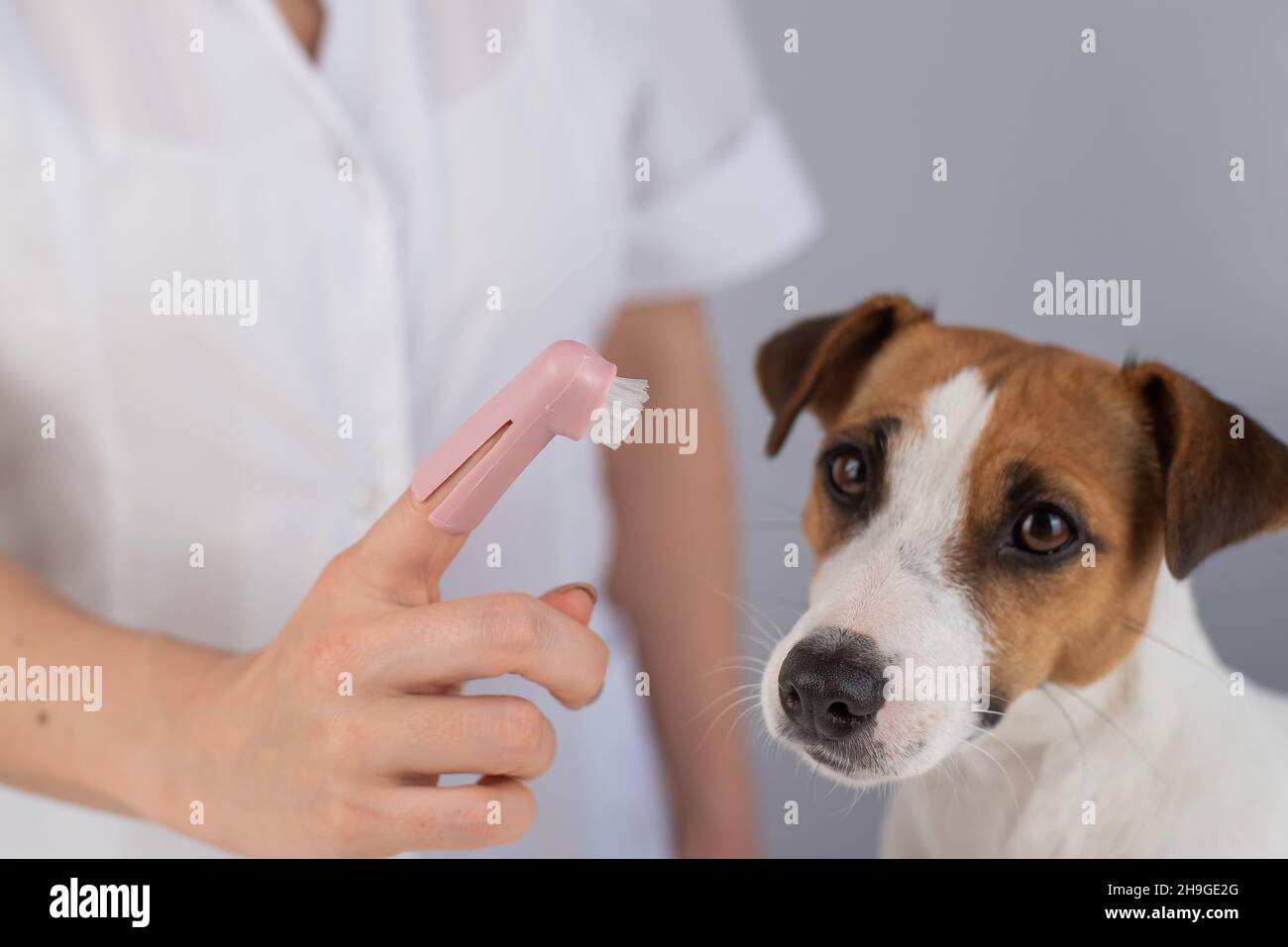 Woman veterinarian brushes the teeth of the dog jack russell terrier