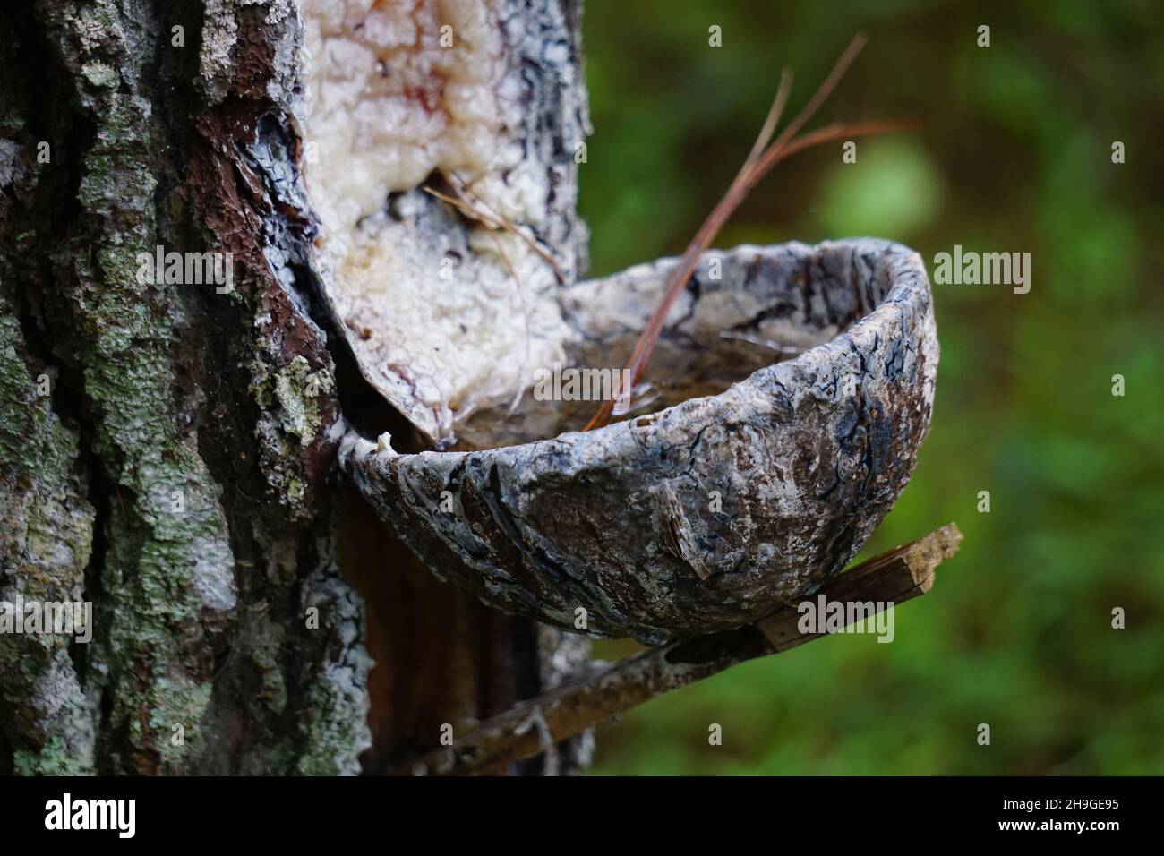 The traditional pine resin extraction process Stock Photo Alamy
