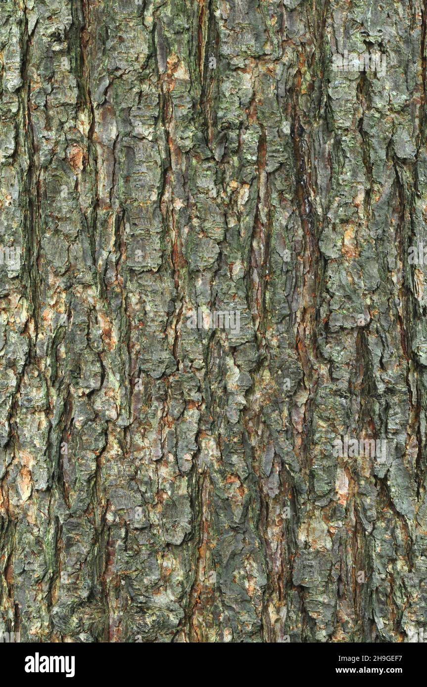 Tree trunk of larch hi-res stock photography and images - Alamy