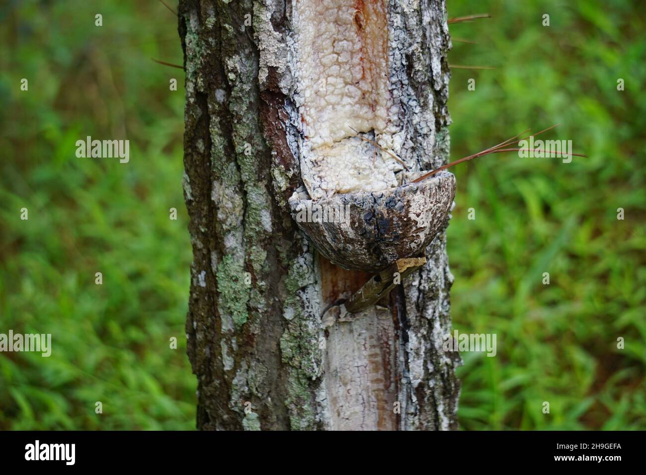 The traditional pine resin extraction process Stock Photo Alamy