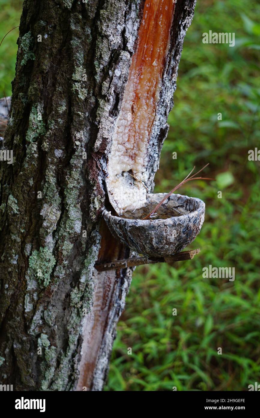 The traditional pine resin extraction process Stock Photo Alamy