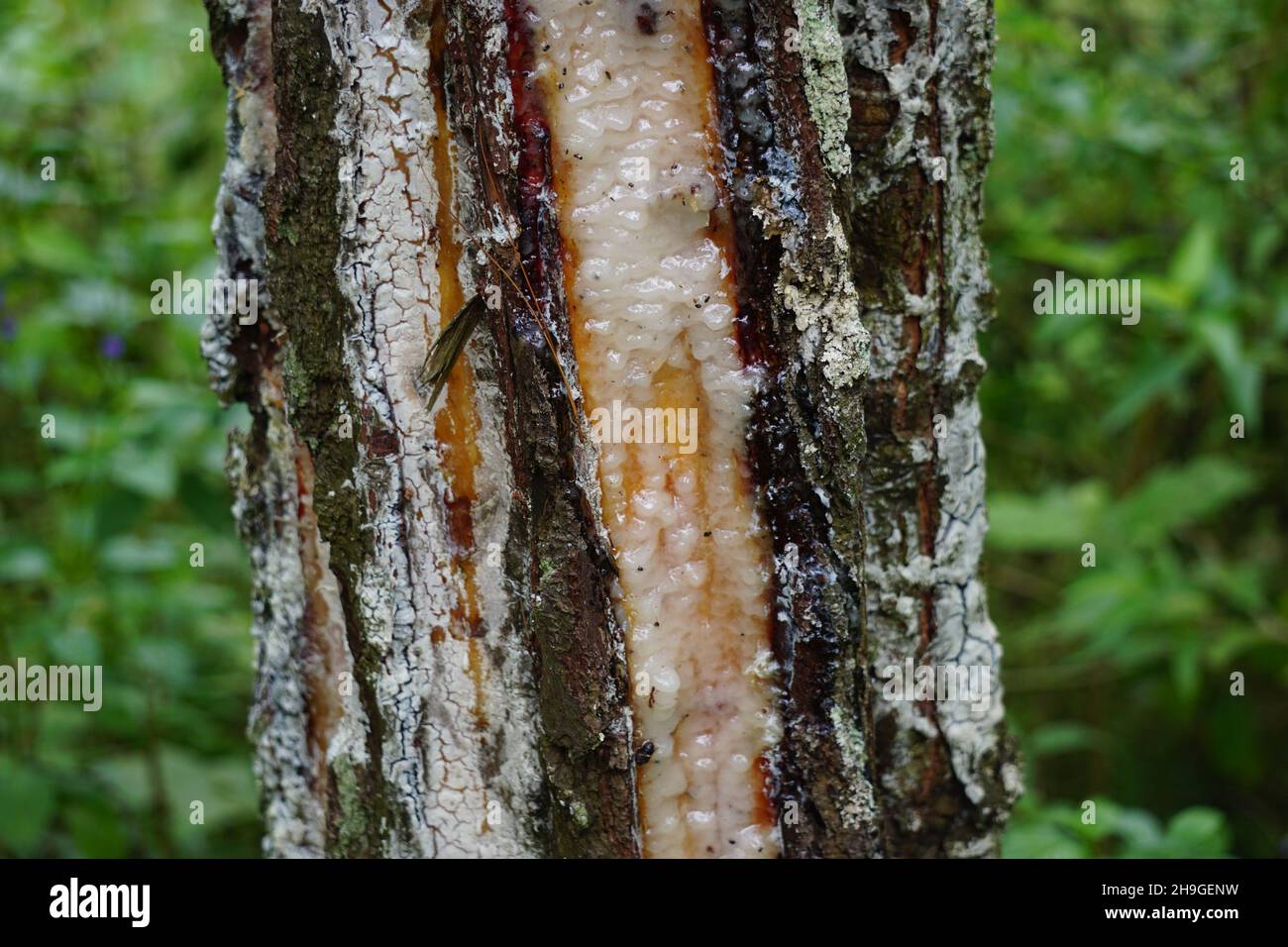 The traditional pine resin extraction process Stock Photo Alamy